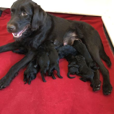 Labradoodelwelpen in schwarz und braun im wirklichen Leben angekommen