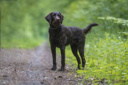 Labradoodelwelpen in schwarz und braun im wirklichen Leben angekommen