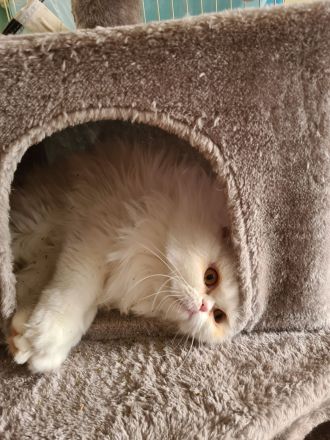 Maui sucht ein neues Zuhause