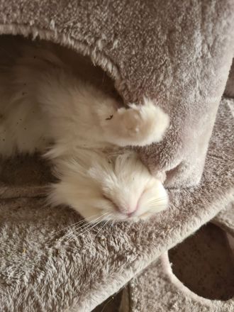 Maui sucht ein neues Zuhause