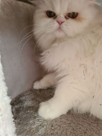 Maui sucht ein neues Zuhause