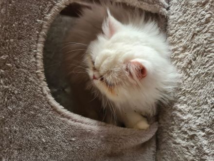 Maui sucht ein neues Zuhause