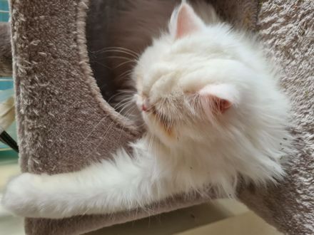 Maui sucht ein neues Zuhause