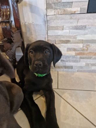 Labrador Welpen