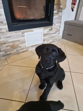 Labrador Welpen