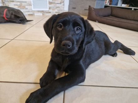 Labrador Welpen