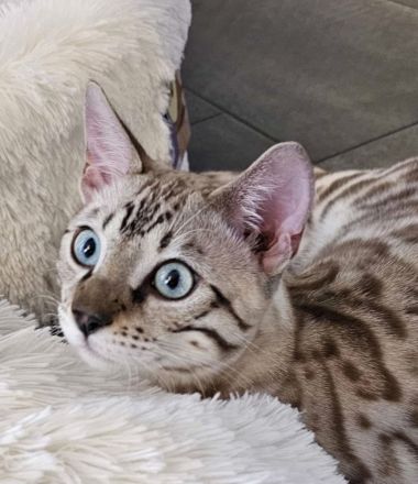 Bengal Katzen, Katze, weiblichen, weiß und schwarz, gemeinsam abzugeben