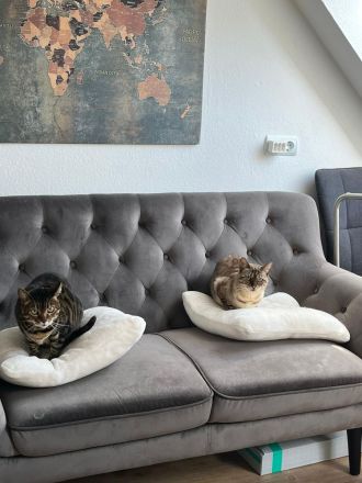 Bengal Katzen, Katze, weiblichen, weiß und schwarz, gemeinsam abzugeben