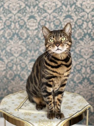 Bengal Katzen, Katze, weiblichen, weiß und schwarz, gemeinsam abzugeben