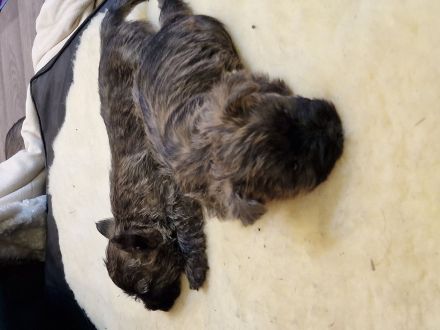 Cairn Terrier of Cherishwood