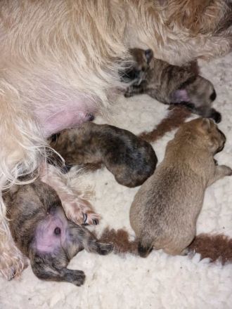 Cairn Terrier of Cherishwood