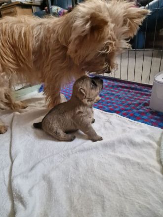 Cairn Terrier of Cherishwood