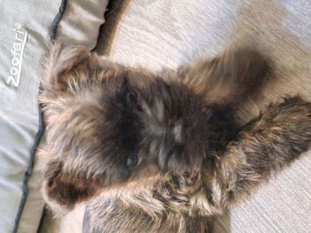 Cairn Terrier of Cherishwood