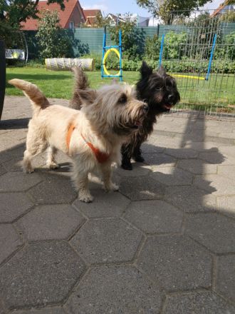 Cairn Terrier of Cherishwood