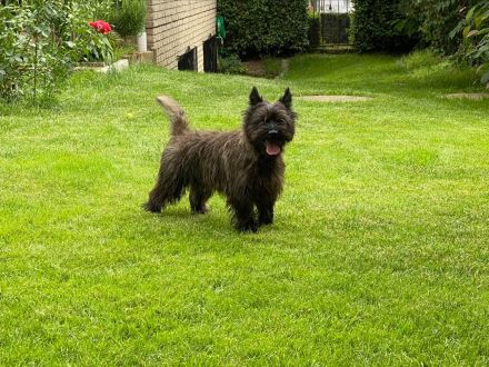 Cairn Terrier of Cherishwood