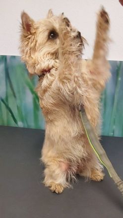 Cairn Terrier of Cherishwood