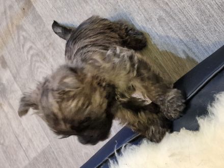 Cairn Terrier of Cherishwood