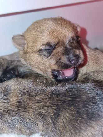 Cairn Terrier of Cherishwood