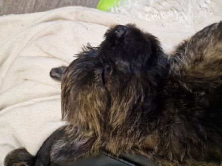 Cairn Terrier of Cherishwood