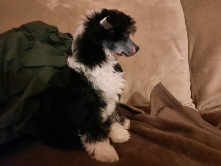 Sophie- Mädchen Powder Puff