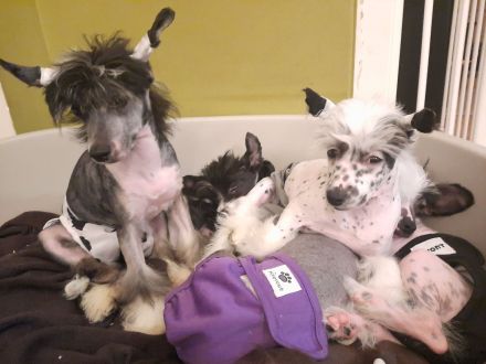 Sophie- Mädchen Powder Puff