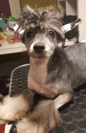 Sophie- Mädchen Powder Puff