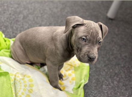 Wunderschöne American Staffordshire Terrier Welpen Blueline (Weibchen und Männchen)
