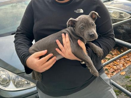 Wunderschöne American Staffordshire Terrier Welpen Blueline (Weibchen und Männchen)