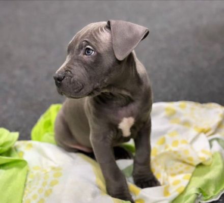 Wunderschöne American Staffordshire Terrier Welpen Blueline (Weibchen und Männchen)
