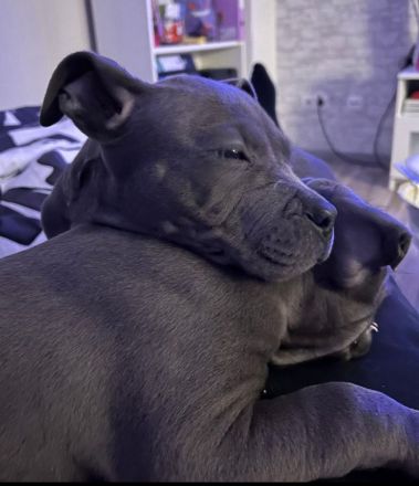 Wunderschöne American Staffordshire Terrier Welpen Blueline (Weibchen und Männchen)