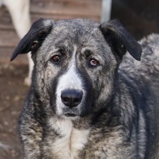 Jella, geb. ca. 09/2020, lebt in GRIECHENLAND, im städt. Tierheim Serres