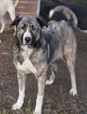 Jella, geb. ca. 09/2020, lebt in GRIECHENLAND, im städt. Tierheim Serres