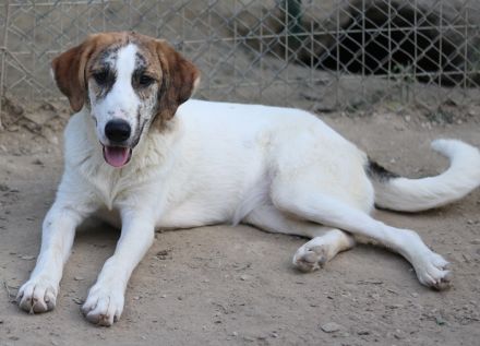 Lance, geb. ca. 02/2022, lebt in GRIECHENLAND, im städt. Tierheim Serres