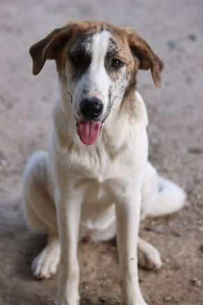 Lance, geb. ca. 02/2022, lebt in GRIECHENLAND, im städt. Tierheim Serres