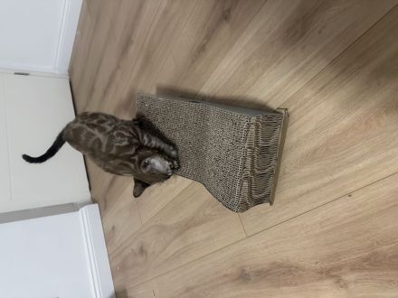 Bengalen mit kompletter Austattung abzugeben