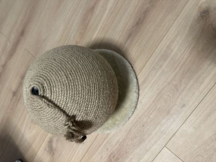 Bengalen mit kompletter Austattung abzugeben