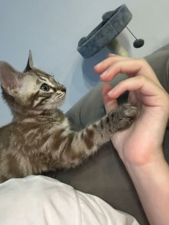 Bengalen mit kompletter Austattung abzugeben