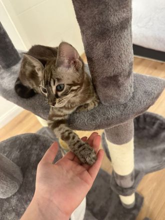 Bengalen mit kompletter Austattung abzugeben