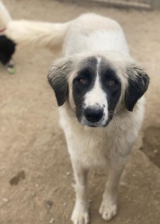 Leslie, geb. ca. 02/2021, lebt in GRIECHENLAND, im städt. Tierheim Serres