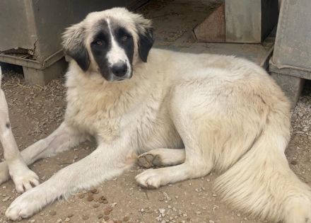 Leslie, geb. ca. 02/2021, lebt in GRIECHENLAND, im städt. Tierheim Serres