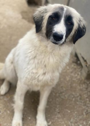 Leslie, geb. ca. 02/2021, lebt in GRIECHENLAND, im städt. Tierheim Serres