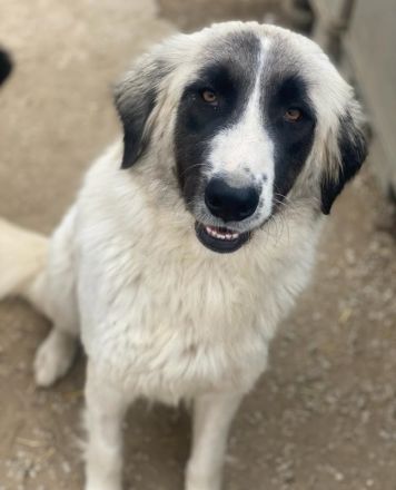 Leslie, geb. ca. 02/2021, lebt in GRIECHENLAND, im städt. Tierheim Serres