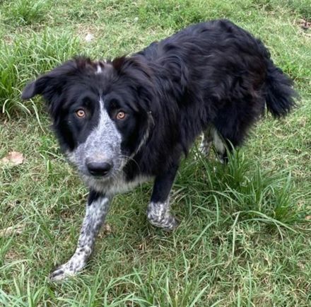 Lessa, geb. ca. 09/2022, lebt in GRIECHENLAND, im städt. Tierheim Serres