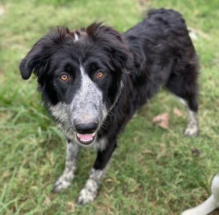 Lessa, geb. ca. 09/2022, lebt in GRIECHENLAND, im städt. Tierheim Serres