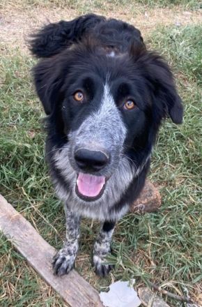 Lessa, geb. ca. 09/2022, lebt in GRIECHENLAND, im städt. Tierheim Serres