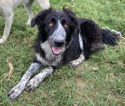 Lessa, geb. ca. 09/2022, lebt in GRIECHENLAND, im städt. Tierheim Serres