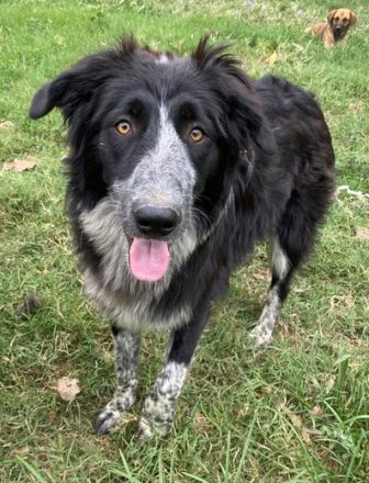 Lessa, geb. ca. 09/2022, lebt in GRIECHENLAND, im städt. Tierheim Serres