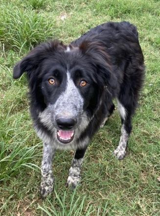 Lessa, geb. ca. 09/2022, lebt in GRIECHENLAND, im städt. Tierheim Serres