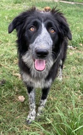 Lessa, geb. ca. 09/2022, lebt in GRIECHENLAND, im städt. Tierheim Serres