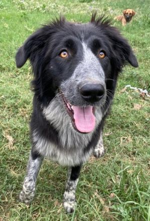 Lessa, geb. ca. 09/2022, lebt in GRIECHENLAND, im städt. Tierheim Serres